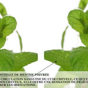 Biothala Shampoing Fortifiant CACTYPRO'HAIR – détail