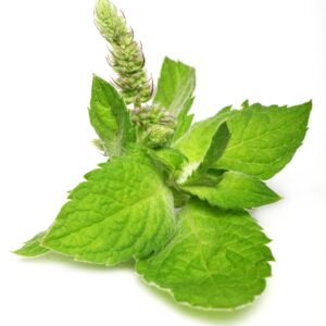 Biothala Huile Essentielle de Menthe Poivrée – détail