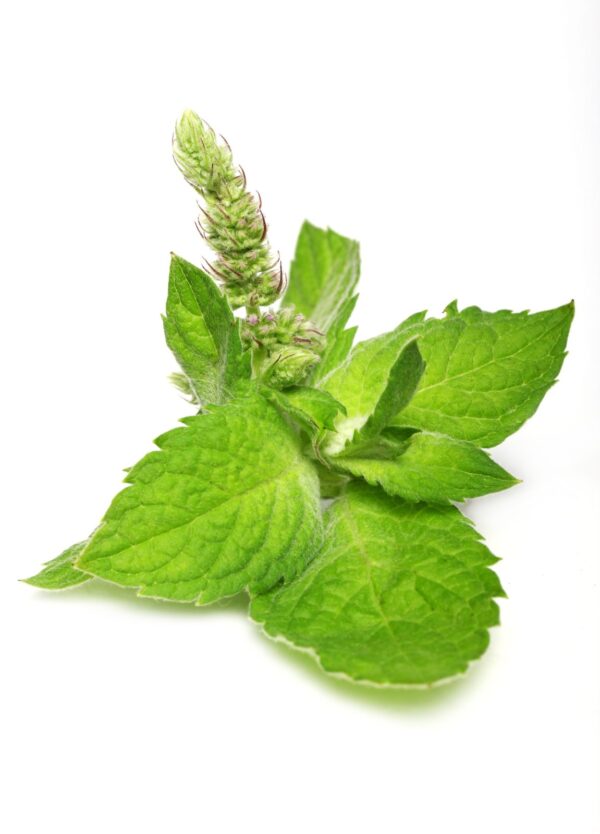 Biothala Huile Essentielle de Menthe Poivrée – détail