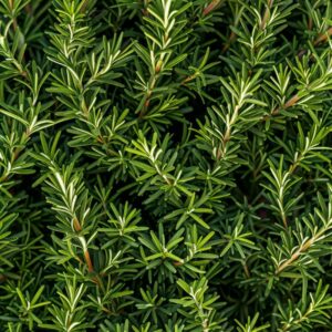 Biothala Huile Essentielle de Romarin Sauvage – détail