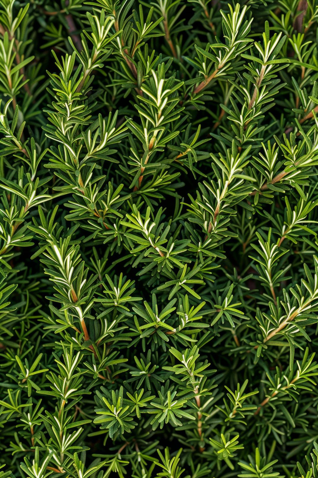 Biothala Huile Essentielle de Romarin Sauvage – détail