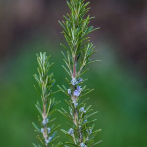 Biothala Huile Essentielle de Romarin Sauvage – détail