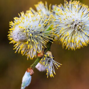 Biothala Huile Essentielle de Tea Tree – détail