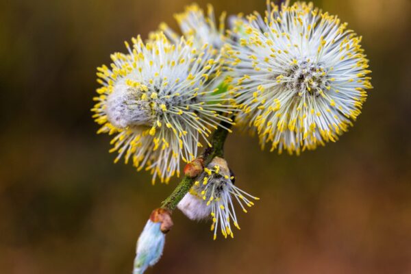 Biothala Huile Essentielle de Tea Tree – détail