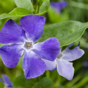 Biothala Huile de Lin Pure – détail