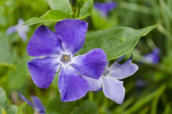 Biothala Huile de Lin Pure – détail