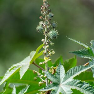 Biothala Huile de Ricin Pure – détail