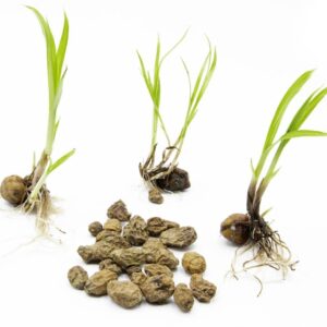 Biothala Huile de Souchet Pure – détail