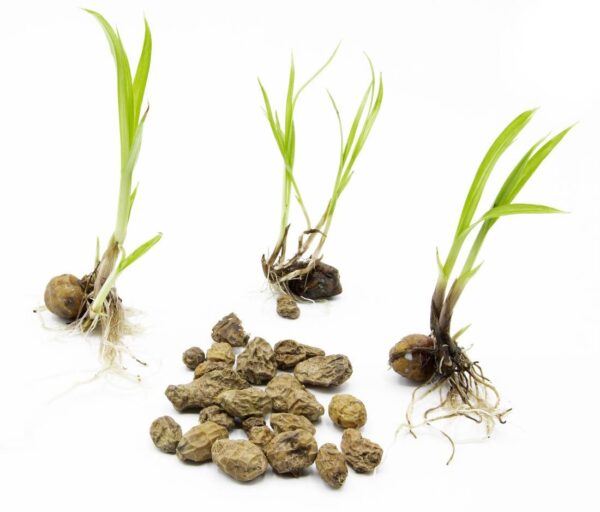 Biothala Huile de Souchet Pure – détail