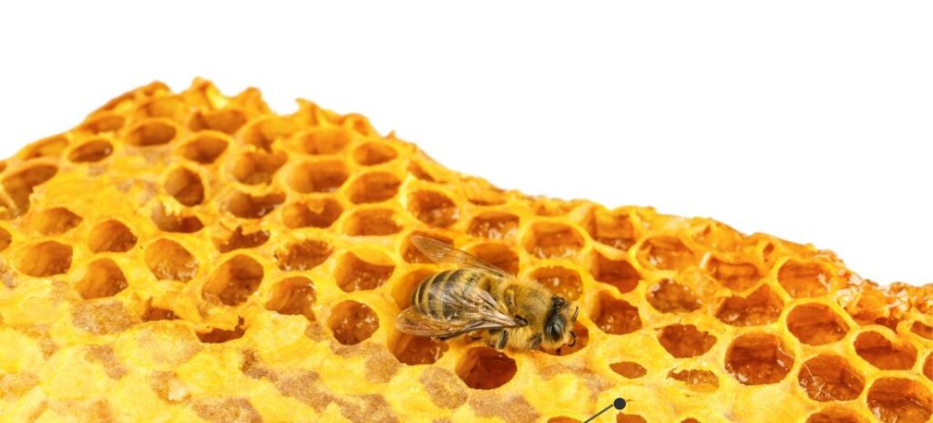 Rayon de cire d’abeille