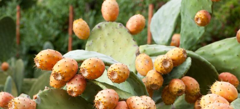 Figues de Barbarie