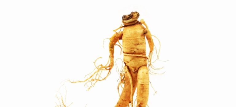 Racine de ginseng