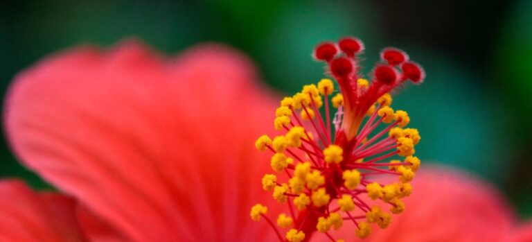 Fleur d’hibiscus