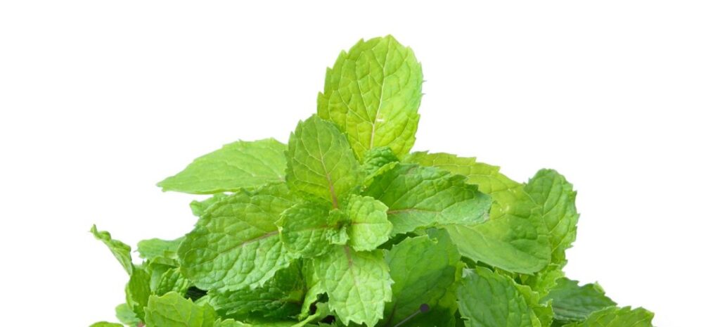 Feuilles de menthe poivrée