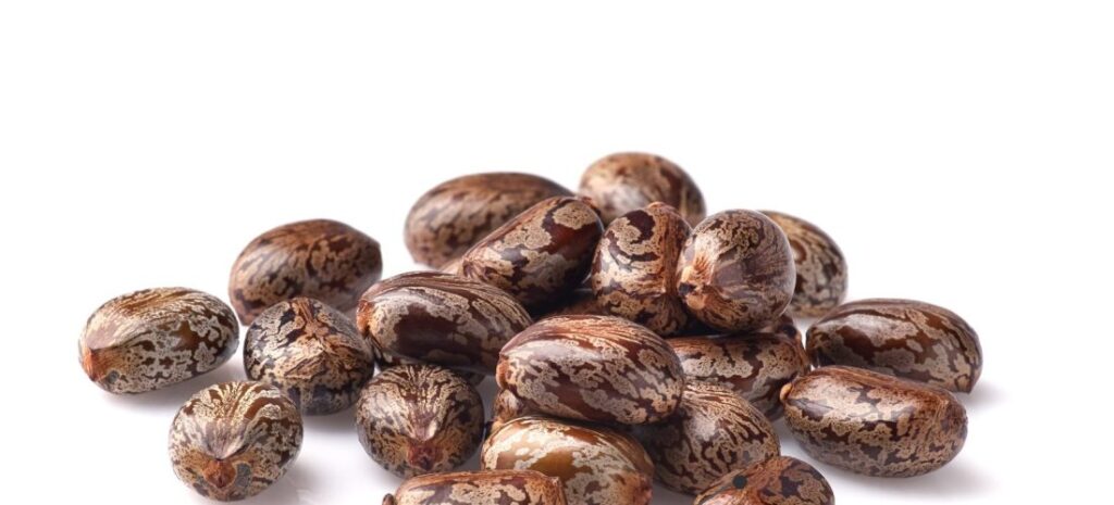 Graines de ricin