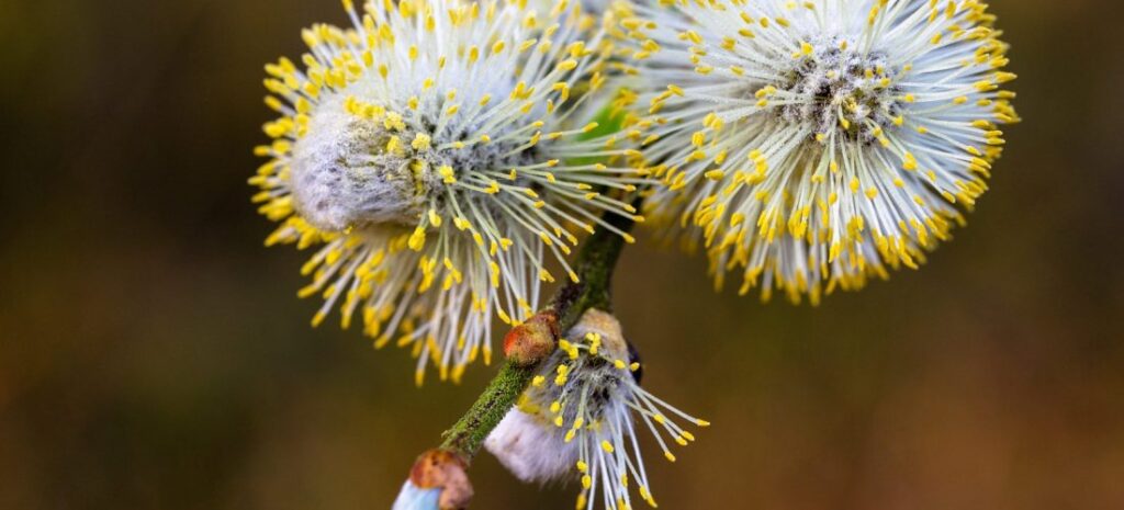Fleurs de tea tree