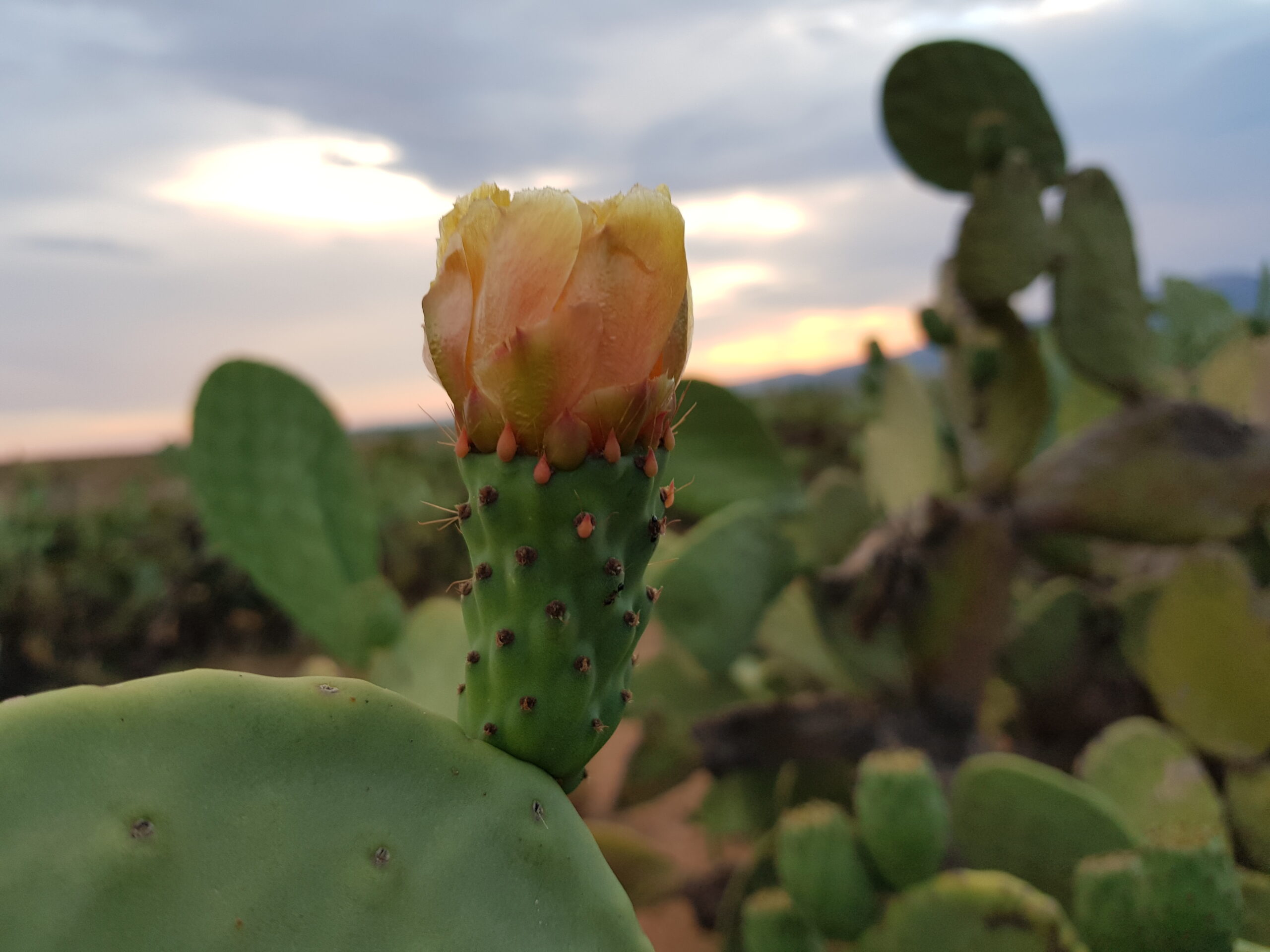 Fleur de figuier de Barbarie au coucher du soleil à Thala